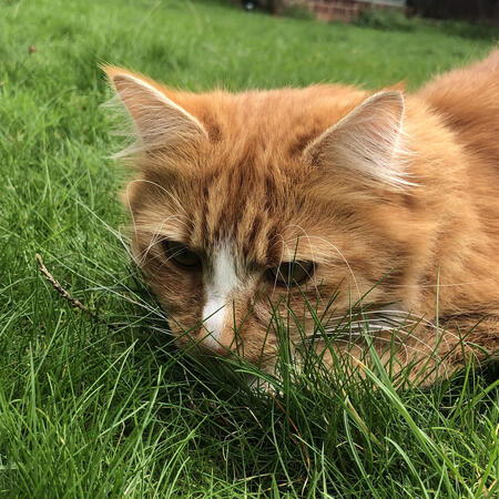 my cat hes so pretty